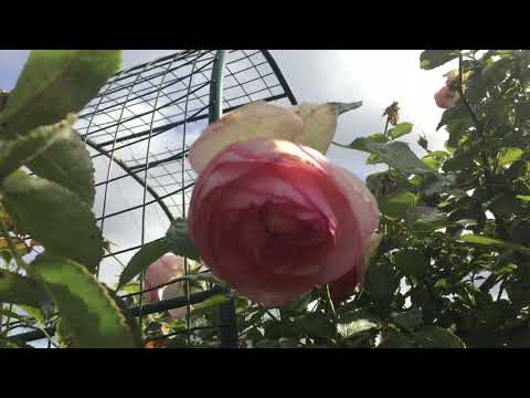 Видео: Заглубление прививок при посадке роз