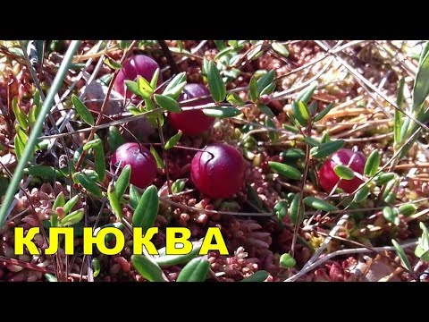 Видео: Клюква.   Болота опасные и безопасные