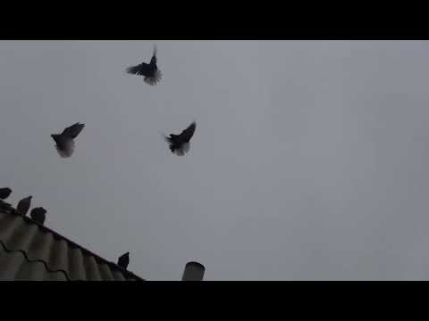 Видео: Стальні та сірі. Частина 2