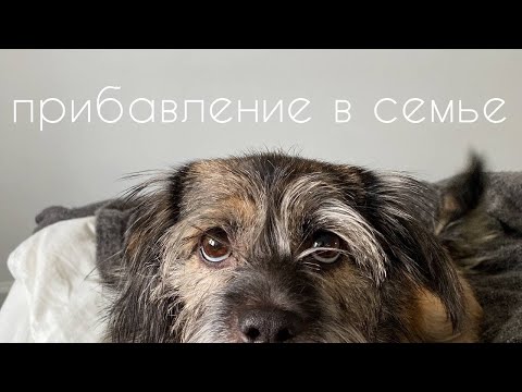 Видео: мы взяли собаку из приюта I первая неделя дома
