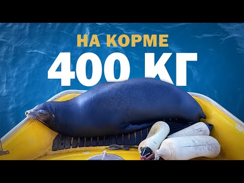 Видео: ЖИВОТНЫЙ БЕСПРЕДЕЛ НА ГАЛАПАГОСАХ | Яхтинг в Эквадоре