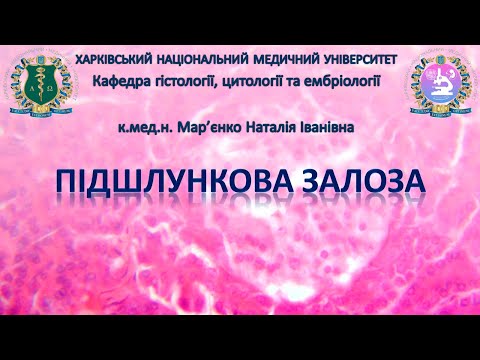 Видео: Підшлункова залоза. Гістологія