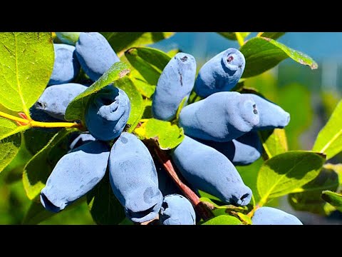 Видео: Саженцы жимолости из питомника. Первый обзор