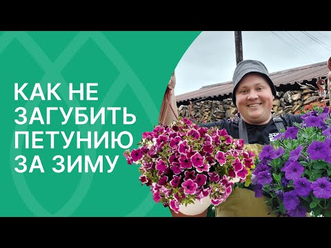 Видео: Как сохранить петунию зимой! Рабочие советы