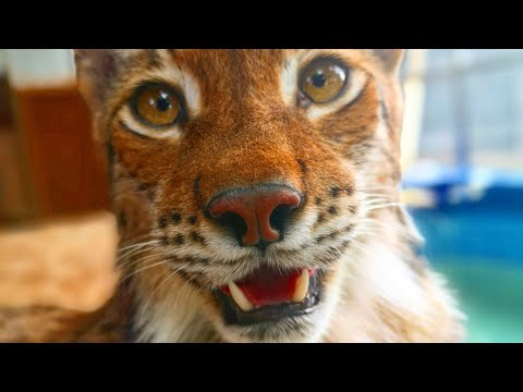 Видео: Стрим с Марсом