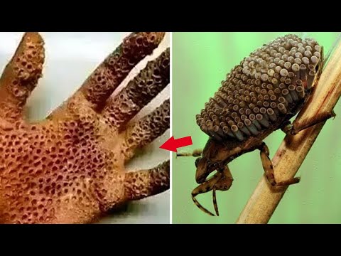 Видео: Что Произошло Когда Тронули Этих Животных..