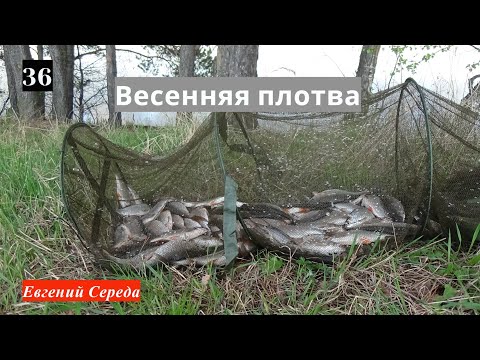 Видео: 36.Весенняя плотва.