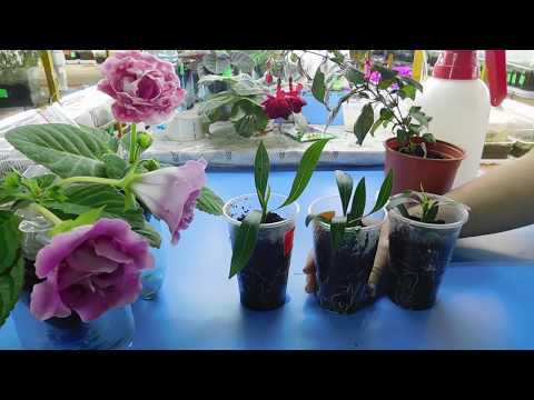 Видео: 🌹🌹🌹ОЛЕАНДР ! ВЫРАЩИВАНИЕ ИЗ ЧЕРЕНКА ! ПРОЩЕ ПРОСТОГО !