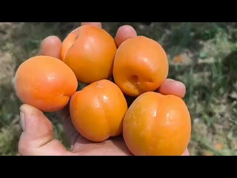 Видео: Абрикос Лука (Луца). Apricot Luca. Надранній сорт з відмінними якостями!