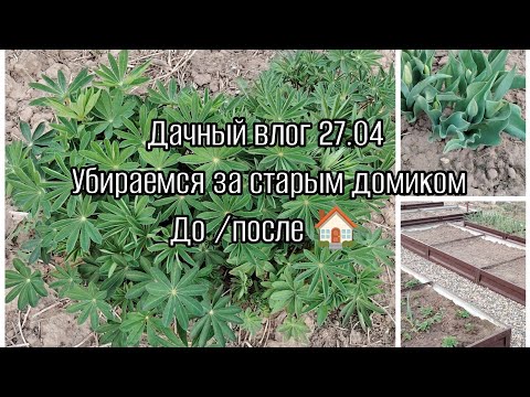 Видео: Заброшенная дача. Дачный влог от 27.04.25. Наводим порядки на задворках. Новые растения. Шашлыки