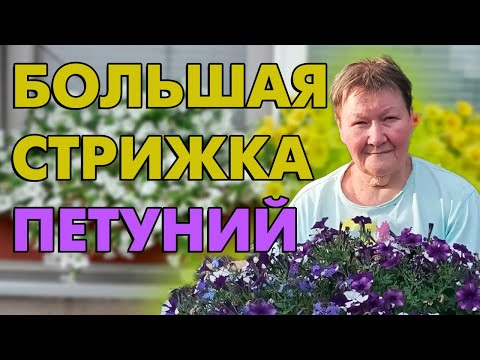 Видео: Петунии 2022! Теперь будут цвести до зимы!