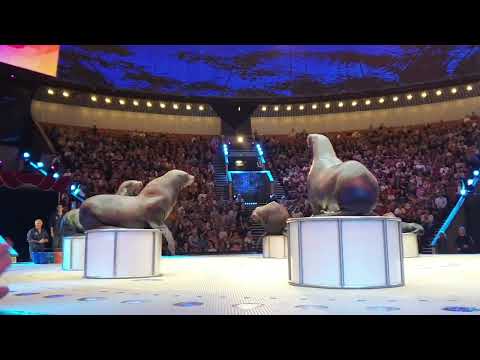 Видео: Открытая репетиция 23.03.2023 в Большом Московском цирке - Морские львы сивучи -ч.8