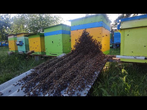 Видео: Первый рой пошел. Пересадка роя с ловушки в улей.Honey. beekeeping
