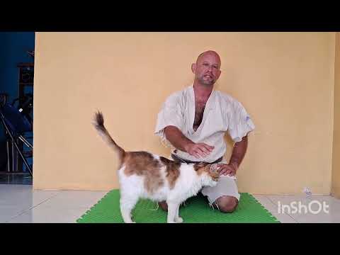 Видео: Челлендж "108 дней Тайкеку". День 2.