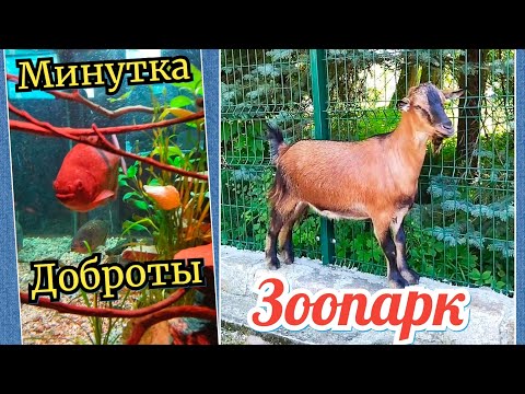 Видео: ЗООПАРК в Калининграде.2024