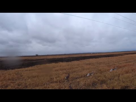 Видео: МЕТКИЕ ВЫСТРЕЛЫ  !!! ПОДБОРКА ЛУЧШИХ ОХОТ !!!