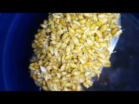 Видео: Брага на пшенице и меду.