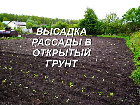 Видео: ВЫСАДКА РАССАДЫ В ОТКРЫТЫЙ ГРУНТ