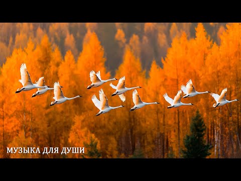 Видео: Красивая Мелодия До Слез! Сборник Лучших Мелодий От Которых Мурашки По Телу! музыка для души#музыка