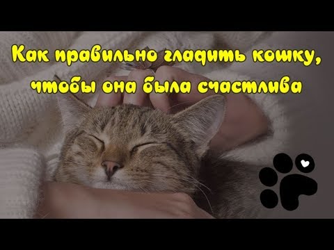 Видео: КАК   ПРАВИЛЬНО ГЛАДИТЬ КОШКУ, ЧТОБЫ ОНА БЫЛА СЧАСТЛИВА  HOW TO PET A CAT CORRECTLY