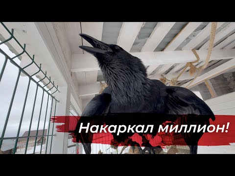 Видео: Гоша миллионер! День чистоты и поздравлений!