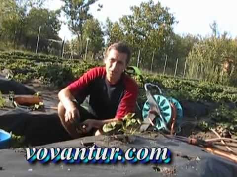Видео: Посадка рассады клубники