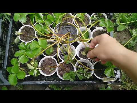 Видео: Укоренение клубники без куста.Мой опыт!