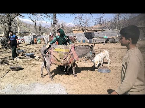 Видео: Пория и овцы: простая жизнь против великих вызовов природы