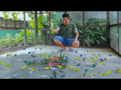 Видео: НИКТО НЕ ПОВЕРИТ ЭТОМУ!!! Мои птицы наконец-то произвели сотни птенцов (Мы наконец-то осушили пруд)