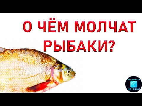 Видео: КАК ОТСЕЧЬ МЕЛКУЮ РЫБУ?!10 СЕКРЕТОВ ЛОВЛИ КРУПНОГО ЛЕЩА на фидер!