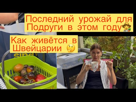 Видео: ПОСЛЕДНИЙ УРОЖАЙ 🍅🌶️🥬🥒ДЛЯ ПОДРУГИ В ЭТОМ ГОДУ👩‍🌾КАК ЖИВЁТСЯ В ШВЕЙЦАРИИ 😉