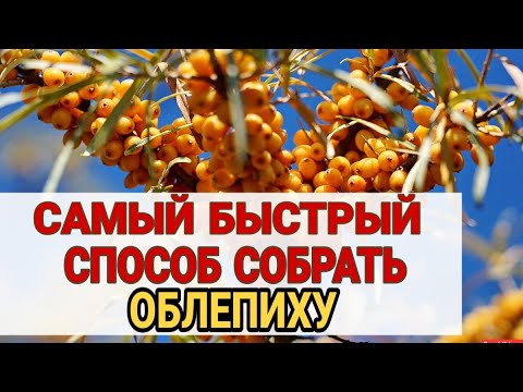 Видео: КАК БЫСТРО СОБРАТЬ ОБЛЕПИХУ. ПРИСПОСОБЛЕНИЕ ДЛЯ СБОРА ЯГОД ОБЛЕПИХИ R