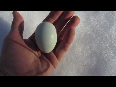 Видео: Птичий двор.Чем живёт хозяйство.