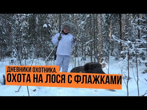 Видео: Охота на лося с флажками \ Дневники охотника \ Сезон 2