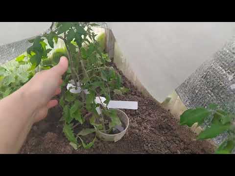 Видео: ТОМАТЫ в теплице 25 апреля. Без потерь не обошлось.