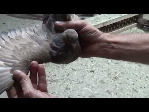 Видео: Николаевские голуби (Саратов) ф2