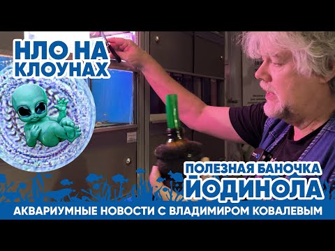 Видео: Аквариумные новости с Владимиром Ковалевым (22.02.2024). Оч.умелые аквариумные ручки!