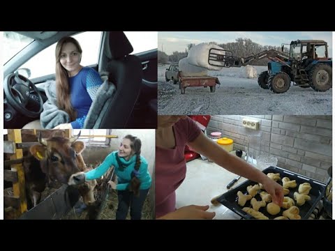 Видео: Вместо отдыха на БАЙКАЛЕ купилa КОРОВУ Джерси 🙈🐂🐄🥐