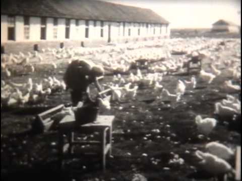 Видео: Содержание и разведение кур