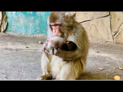 Видео: БЕЗ ПАНИКИ! Молодая мамочка убрала послед и уже КОРМИТ малыша, а как она его ЦЕЛУЕТ надо видеть!