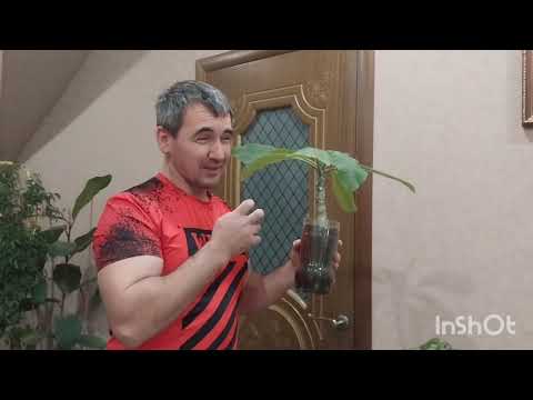 Видео: Плюмерия после обрезки