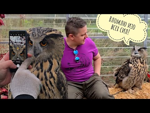 Видео: Сова Ёль в гневе - приехал Егор выигрывать в конкурсах. Сестра брата Егора помогает изо всех сил
