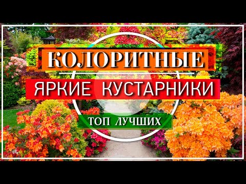 Видео: 💕 КОЛОРИТНЫЕ КУСТАРНИКИ в Саду / Посадите их - и Цветы не нужны!👍🌹