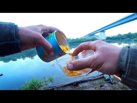 Видео: Почему я РАНЬШЕ не добавил её. КАБАНЫ СОБРАЛИСЬ. Рыбалка 2025. Рыбалка на фидер 2025. Западная Двина