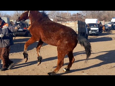 Видео: ШоК болдым🔥 малбазар Маловодный арзан Алматы 06.02.22