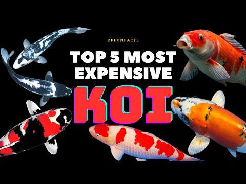 Видео: 5 самых дорогих видов кои в 2024 году | DPFunFacts