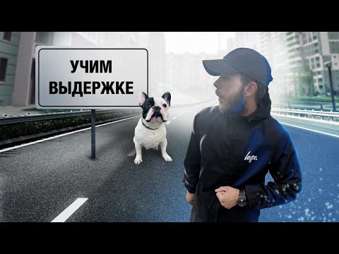 Видео: Команда "ЖДИ" с нуля .Железная выдержка быстро и просто