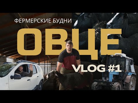 Видео: Фермерские будни: продал барана, посев пшеницы, трактор и сезон случки | Овце-ВЛОГ #1