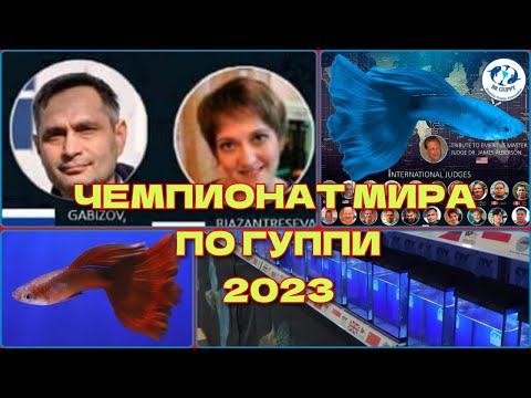 Видео: WORLD GUPPY CONTEST VIRTUAL 2023 (WGC 2023) – ВИРТУАЛЬНЫЙ ЧЕМПИОНАТ МИРА по ГУППИ 2023 года