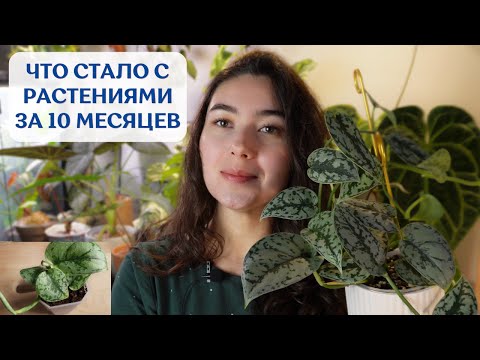 Видео: БЫЛО-СТАЛО: новинки марта 2023 через 10 МЕСЯЦЕВ | как изменились РАСТЕНИЯ